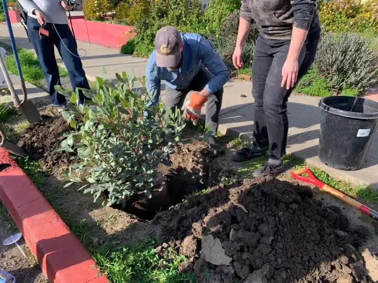 A group of people planting a tree in the public right-of-way.
