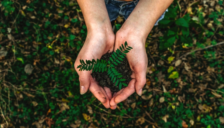 Hands holding a green plant, background covered in leaves.